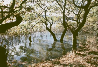 Submerged trees on the edge of Treeton Dyke